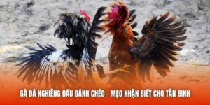 Gà Đá Nghiêng Đầu Đánh Chéo - Mẹo Nhận Biết Cho Tân Binh